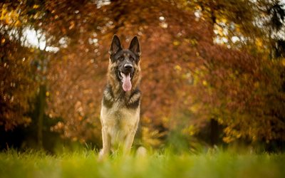 German Shepherd, lawn, bokeh, cute animals, summer, dogs, German Shepherd Dog, pets