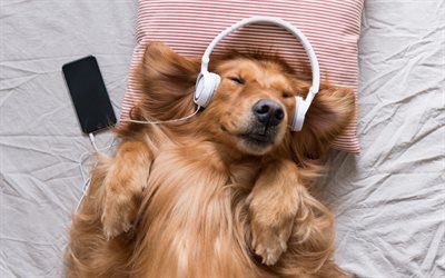 Golden retriever, dog listening to music, pets, labrador retrievers, brown dog, headphones, funny animals, dogs