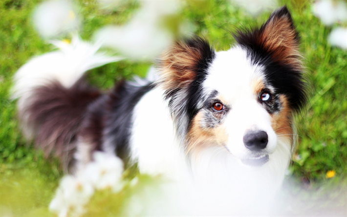豪州羊飼い, オーストラリア, 美しい眼, かわいい動物のふわふわ, 犬
