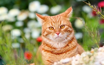 British Shorthair, bokeh, ginger cat, lawn, domestic cat, close-up, pets, cats, cute animals, British Shorthair Cat