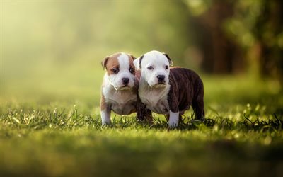 American pit bull terrier, little cute puppies, green grass, cute little animals, puppies, pets, dogs