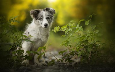 Australian Shepherd, forest, bokeh, cute Aussie, puppy, pets, dogs, Aussie, Australian Shepherd Dog, cute animals, Aussie Dog