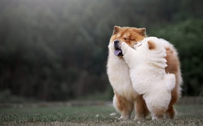 chow-chow, white puppy, mom and cub, cute animals, dogs on grass, pets, dogs, little cute fluffy puppy