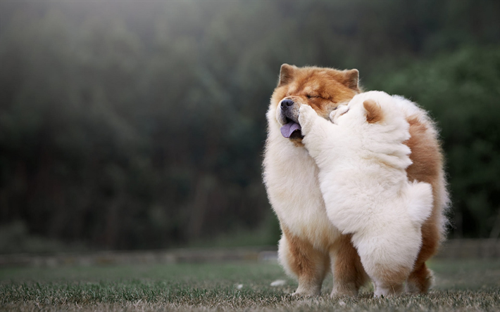 chow-chow, blanco, cachorro, mam&#225; y los cachorros, animales divertidos, perros en la hierba, mascotas, perros, poco esponjosas lindos del perrito