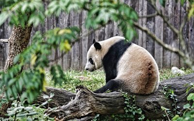 Panda, 4k, animaux mignons, ours, panda g&#233;ant, arbres, pandas, Ailuropoda melanoleuca