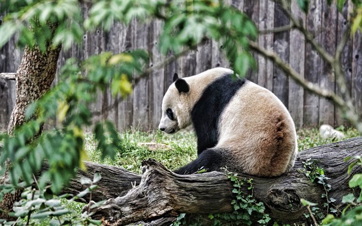 Panda, 4k, animais fofos, ursos, panda gigante, &#225;rvores, pandas, Ailuropoda melanoleuca