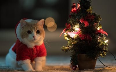 british shorthair cat, christmas tree, cat costume, cute animals, cats