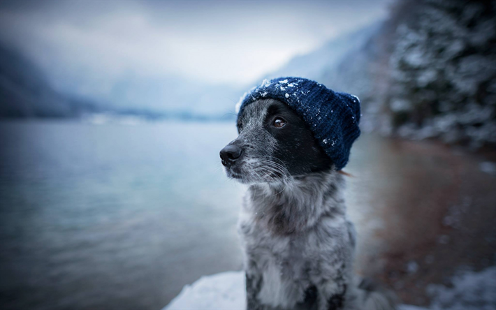 かわいい犬, ボーダー collie, 冬, 湖, 悲しい犬, ペット, 犬, 雪