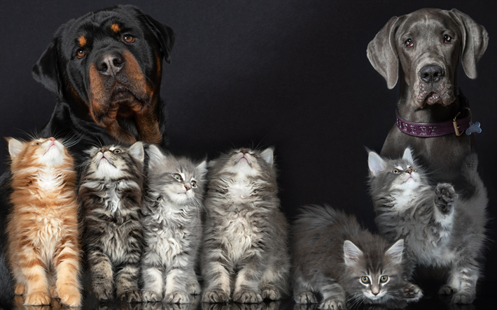 cats and dogs, friends, cute animals, Maine Coon kittens, rottweiler, cats, dogs