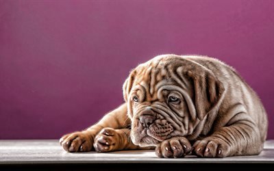 Bordeaux mastiff, filhote de cachorro, animais de estima&#231;&#227;o, animais fofos, pequeno franc&#234;s mastiff, close-up, Dogue de Bordeaux, cachorros, Franc&#234;s mastiff