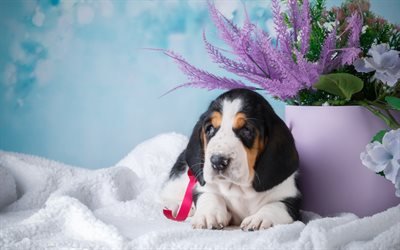 Basset hound, pupp, simpatici animali, regalo, animali domestici, piccoli Cani Basset, cani Basset hound Dog
