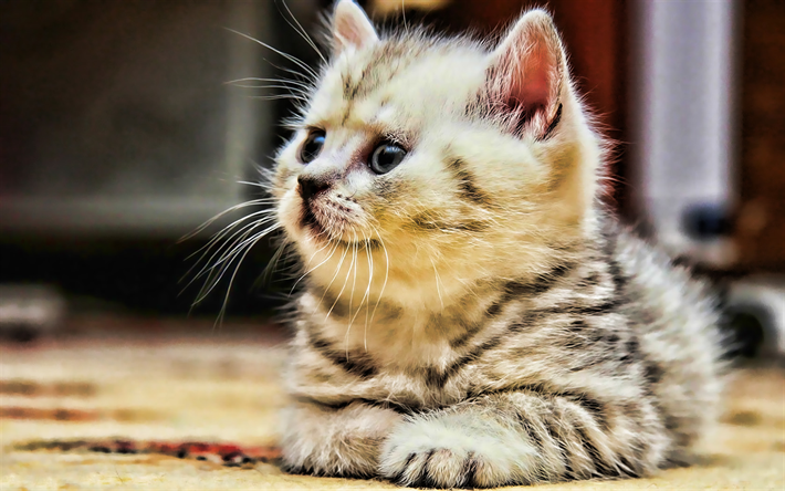 British Shorthair, gattino, close-up, simpatici animali, gattino bianco, animali, gatti, gatto domestico, Gatto British Shorthair