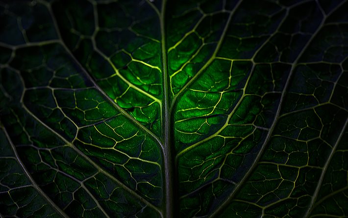textura de folha verde, fundo de folha verde, textura de folha, textura de folha natural, fundo verde natural