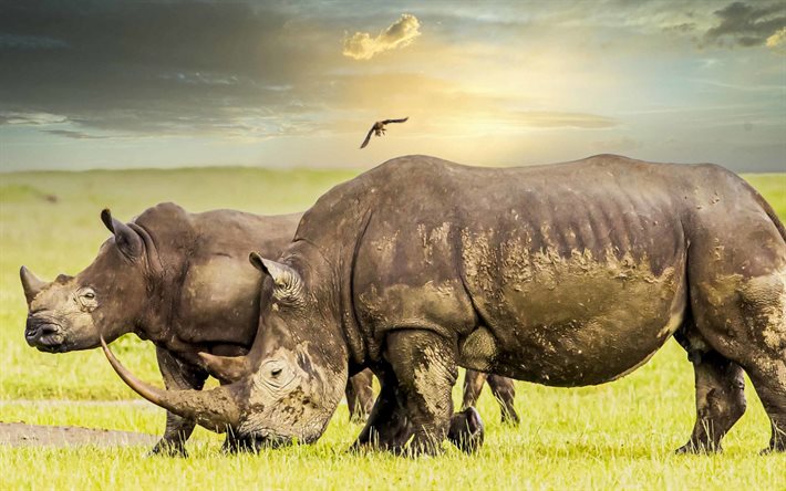 rinoceronti, fauna selvatica, animali selvatici, Africa, sera, due rinoceronti