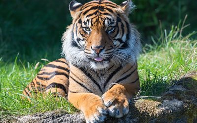 tiger, predator, wildlife, iso tiikeri