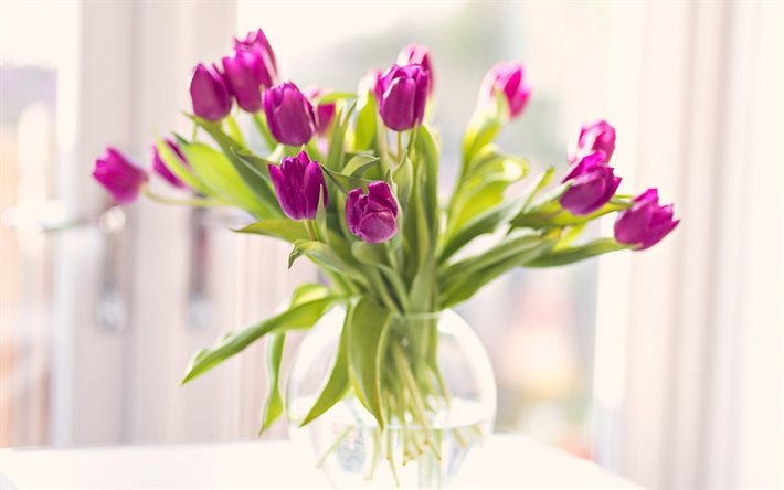 tulppaanit, kimpun tulppaaneja, violetti tulppaanit, maljakko kukkia