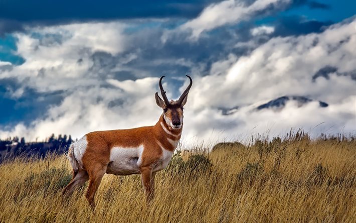 Pronghorn, antlers, Yellowstone, field, Yellowstone National Park