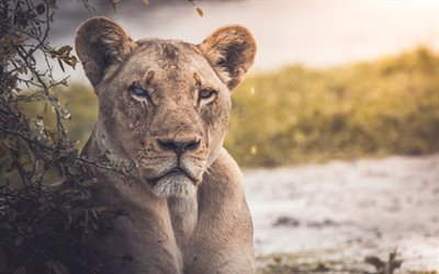 &#193;frica, leonas, 4k, la fauna, los depredadores, el Parque Nacional Chobe, Botswana