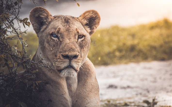 アフリカ, lioness, 4k, 野生動物, 敵, チョベ国立公園, ボツワナ