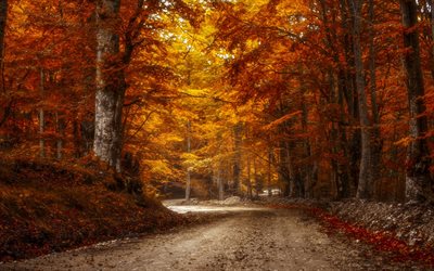 autunno, foresta, strada, giallo, alberi di novembre