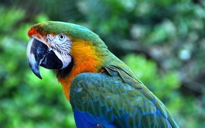 guacamayos, loros, colorido loro, hermosas aves