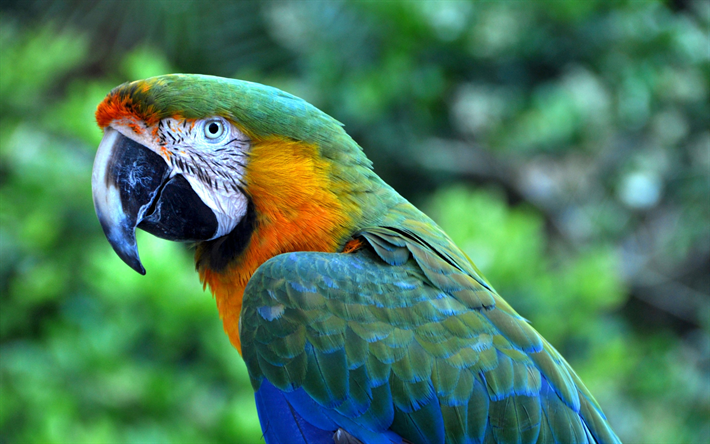 macaw, papagei, bunter papagei, sch&#246;ne v&#246;gel