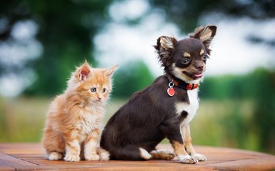 Chihuahua, kitten, dogs, cats, freinds, cute animals, brown chihuahua, pets, Chihuahua Dog