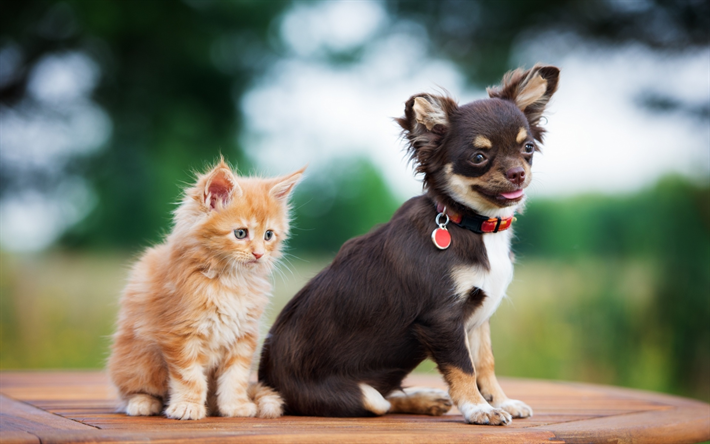 Chihuahua, chaton, les chiens, les chats, des amis, des animaux mignons, brun chihuahua, animaux de compagnie, Chien Chihuahua