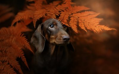 dachshund, cute brown dog, pets, autumn, yellow leaves, dogs
