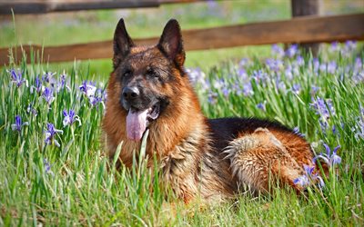 German Shepherd, lawn, cute animals, pets, summer, dogs, German Shepherd Dog