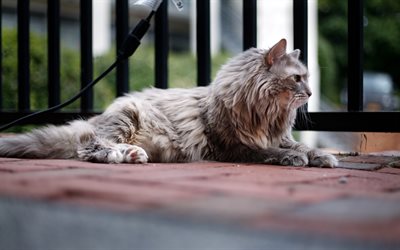 fluffy gray cat, cute animals, cats, persian gray cat, pets