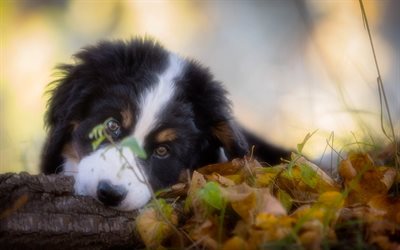 Berner Sennenhund, puppy, pets, sennenhund, close-up, dogs, Bernese Mountain Dog, cute animals, Berner Sennenhund Dog