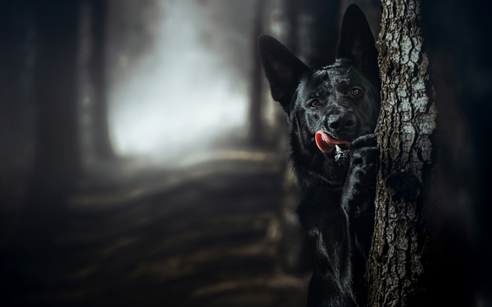 Musta Saksanpaimenkoira, puu, bokeh, musta koira, mets&#228;, Saksanpaimenkoira, koirat, Saksan Paimen Koira