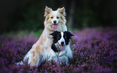 Border Collie, beige dog, black and white dog, pets, dogs