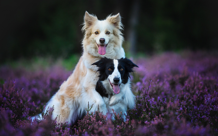 Border Collie, beige hund, svart och vit hund, husdjur, hundar