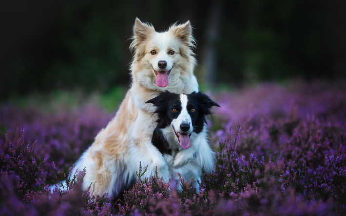 Border Collie, bege c&#227;o, preto e branco c&#227;o, animais de estima&#231;&#227;o, cachorros