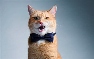 ginger cat, blue Bow tie, shorthair cat, funny cat, cute animal