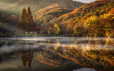 La Corea del sud, autunno, collina, lago, nebbia, foresta, Asia