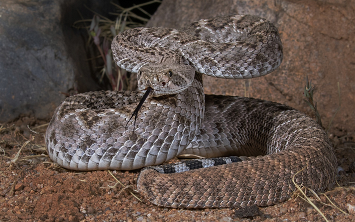 perigosa serpente, Texas thunderbolt, EUA, cobra, r&#233;pteis, a vida selvagem