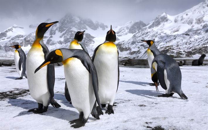 royal penguins, wildlife, winter, Aptenodytes patagonicus, penguins