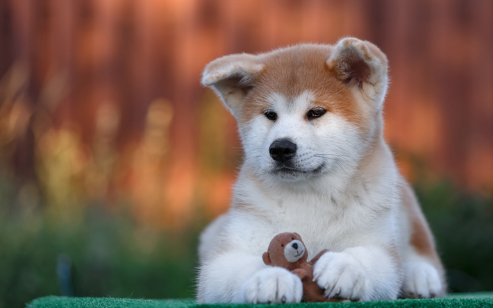 ダウンロード画像 秋田犬 4k ペット かわいい動物たち 犬 子犬 フリー のピクチャを無料デスクトップの壁紙