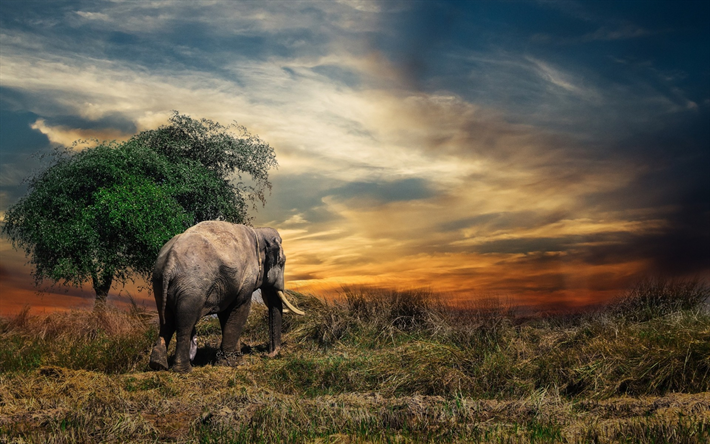 elefante, tramonto, campo, Thailandia, grande elefante
