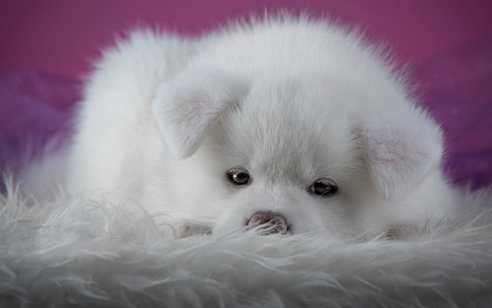 4k, Akita Inu, chiot, animaux domestiques, animaux mignons, blanc Akita Inu, chien