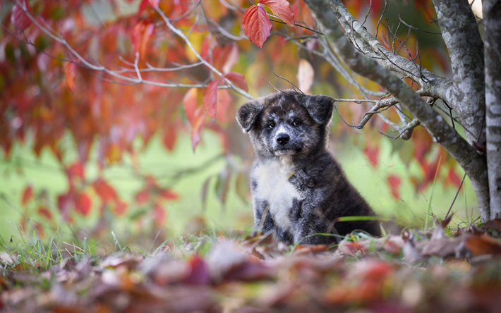 autunno, Akita-inu, cucciolo, cane di piccola taglia, animali, grigio cucciolo