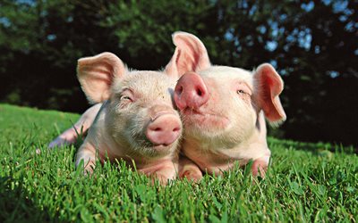 porcos do rosa, grama verde, animais engra&#231;ados, ano do porco, Calend&#225;rio chin&#234;s, o porquinho, porcos