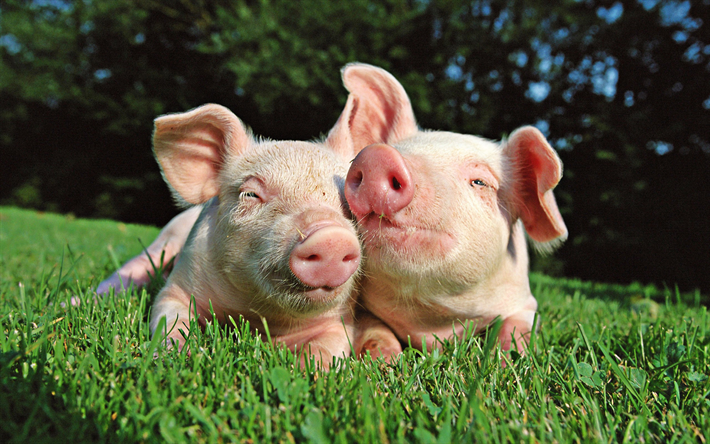 rose des porcs, de l&#39;herbe verte, de dr&#244;les d&#39;animaux, l&#39;ann&#233;e du cochon, calendrier Chinois, cochon, cochons