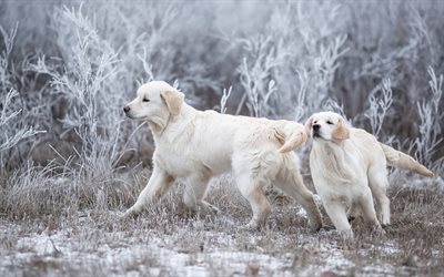 الأبيض اللابرادور, الشتاء, الثلوج, الكلاب البيضاء الجميلة, الحيوانات الأليفة, المستردون, الكلاب