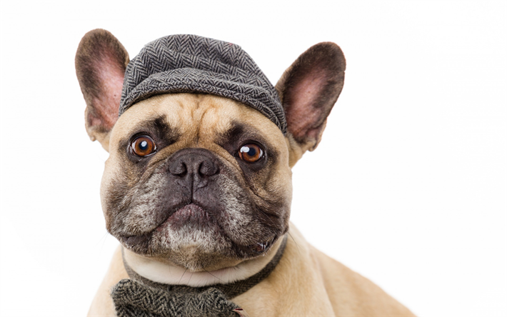 franz&#246;sische bulldogge, lustig, hund, haustiere, hund mit hut, bulldogge, hunde