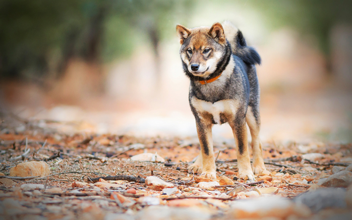 Shiba Inu, bosque, animales dom&#233;sticos, bokeh, lindo perro, verano, perros, Perro Shiba Inu