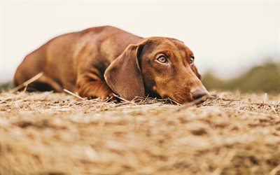 Dachshund, close-up, cachorros, bokeh, brown dachshund, outono, animais de estima&#231;&#227;o, animais fofos, Dachshund C&#227;o